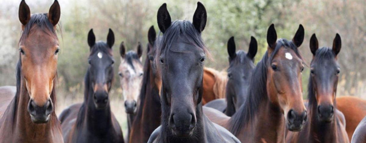 Young-Horses3b.jpg