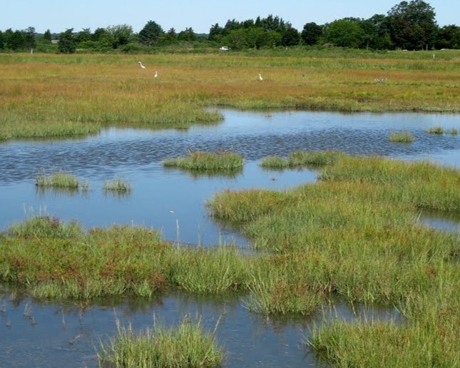 photo credit Long Island Sound Study
