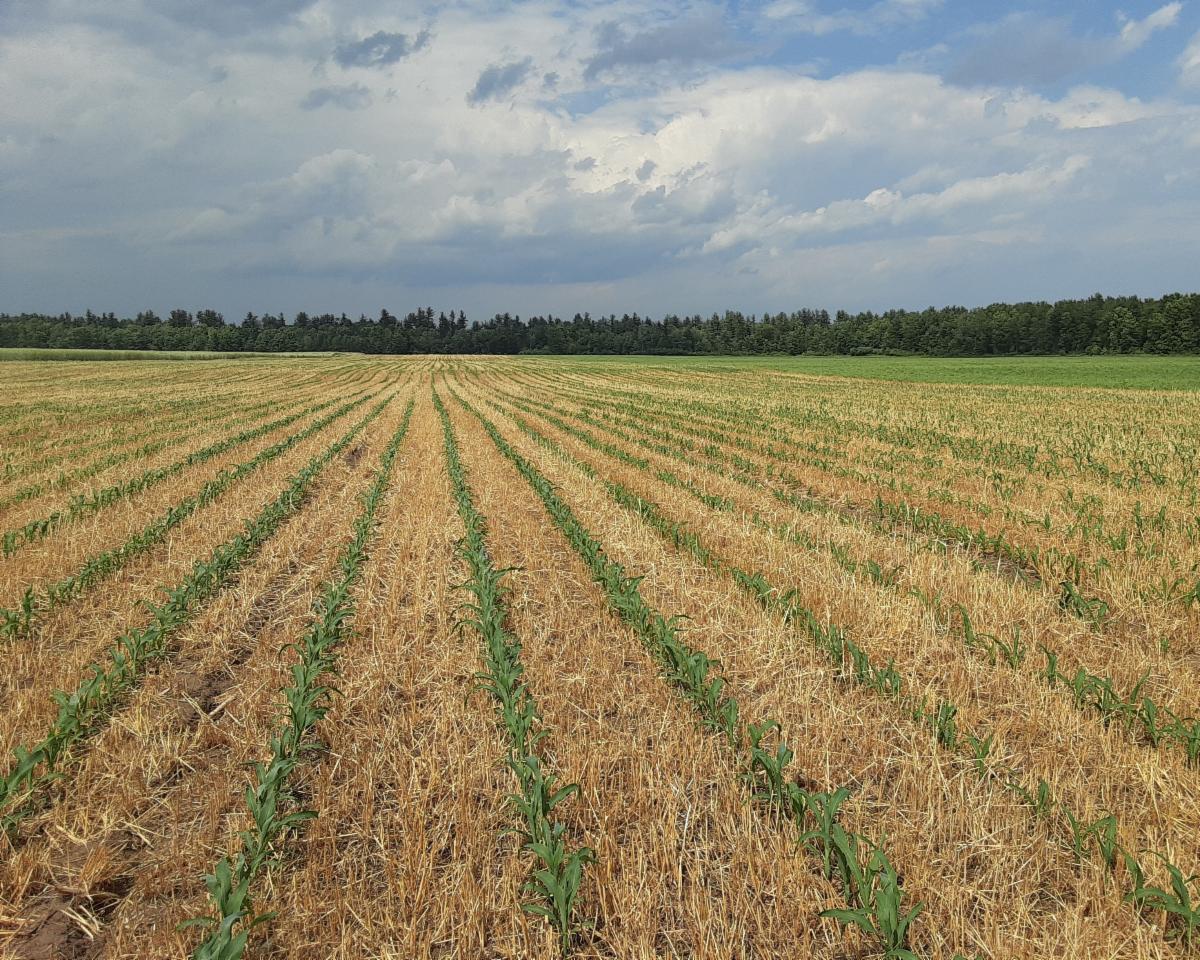 Established cover crop shown post corn harvest.