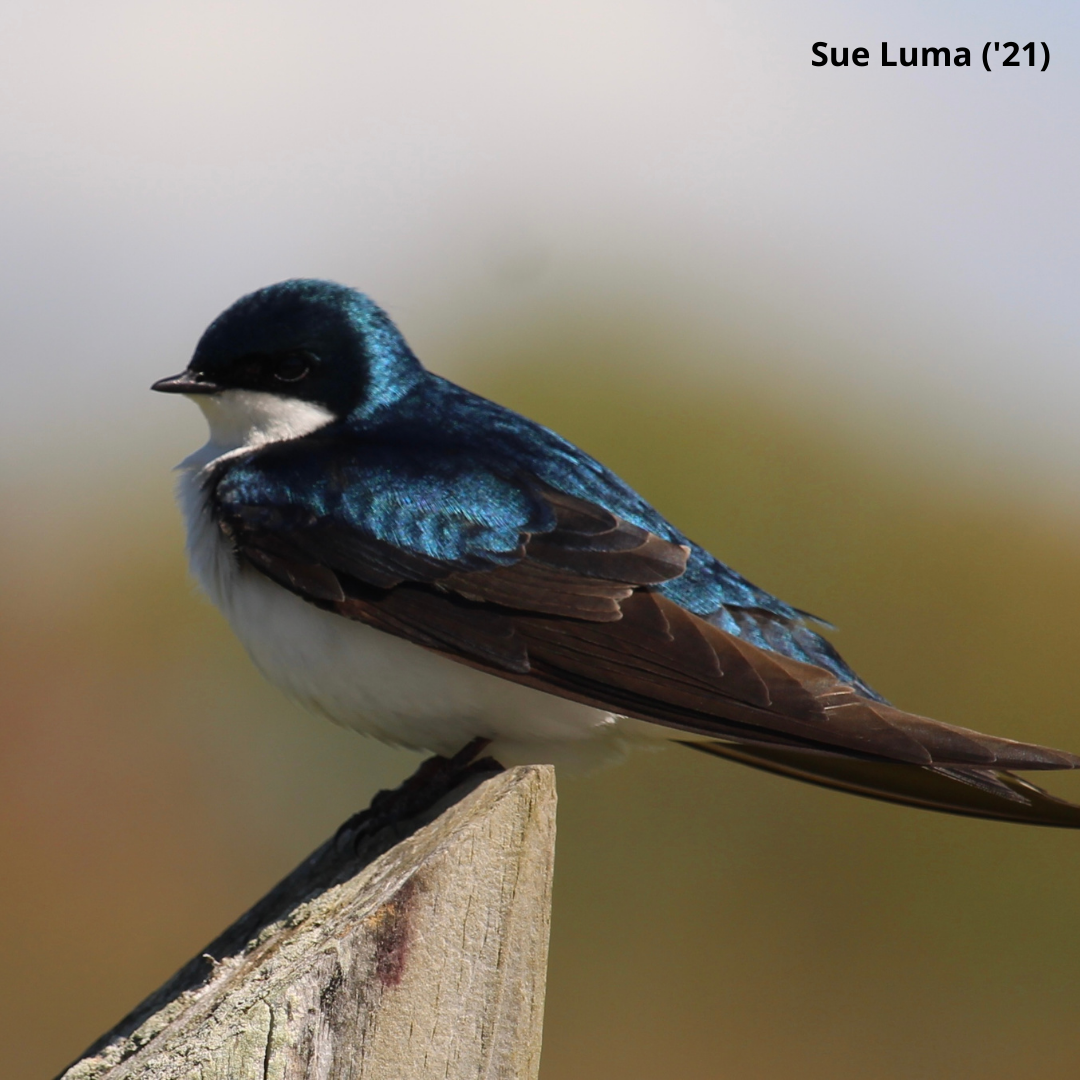 Check out this Month's Resources for Educators