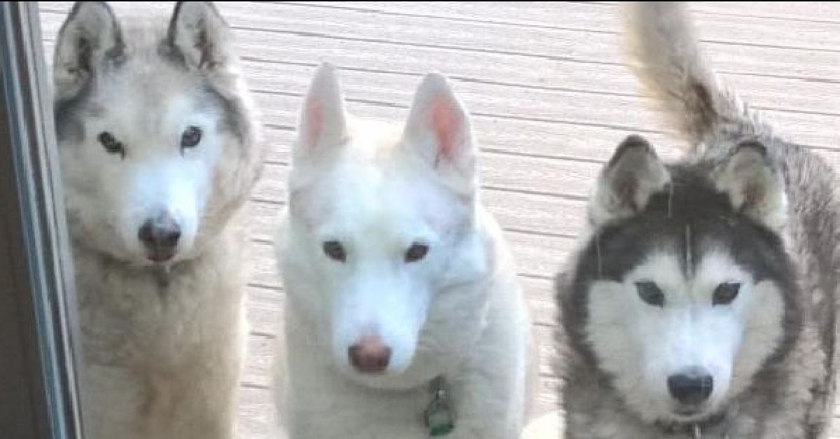 Facebook Ad-formatted Dog Pic