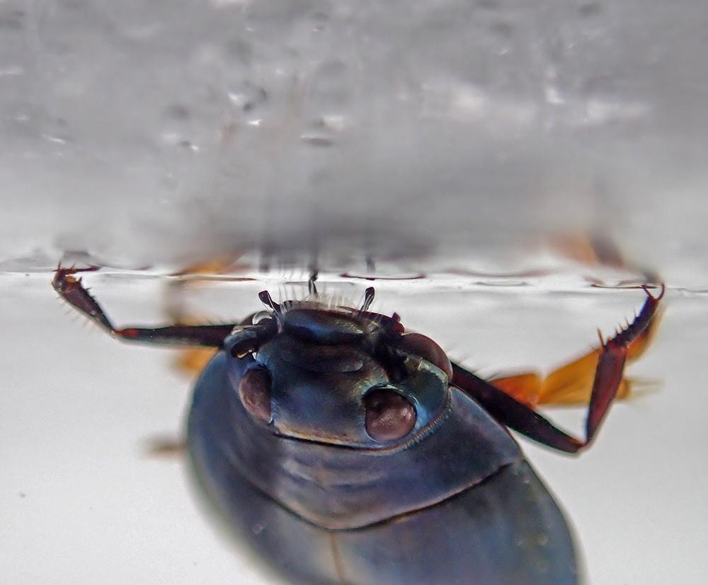A whirligig beetle (family Gyrinidae) on the ice undersurface shows off its split eyes for looking above and below the water at the same time. (Photo by Edwin Barkdoll)