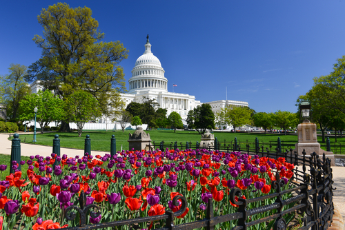 Washington DC in springtime - The United States Capitol Building and tulips