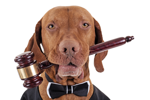 golden color pure breed vizsla dog holding a wooden gavel in mouth isolated on white background