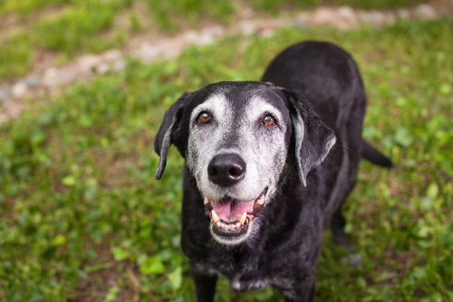 Senior Black Labrador Smiling with Grass Background