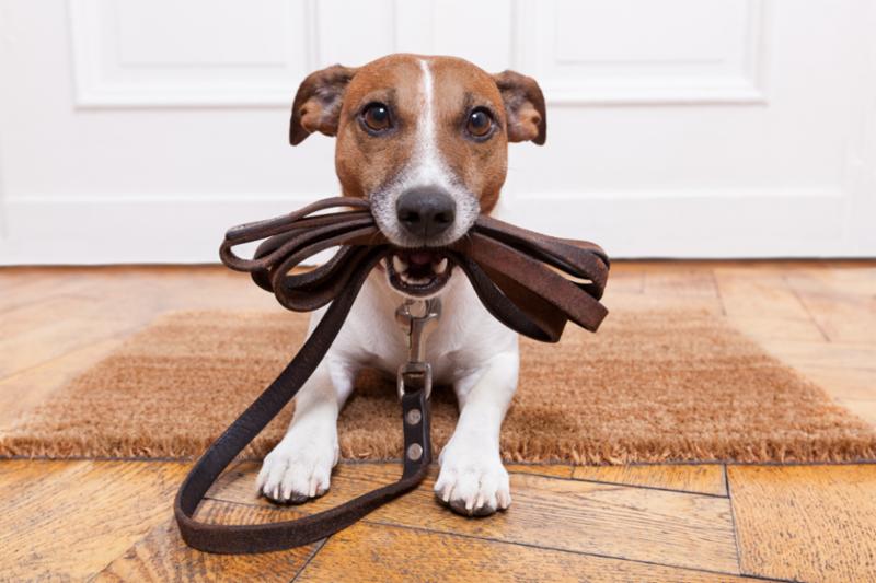 dog_leather_leash.jpg