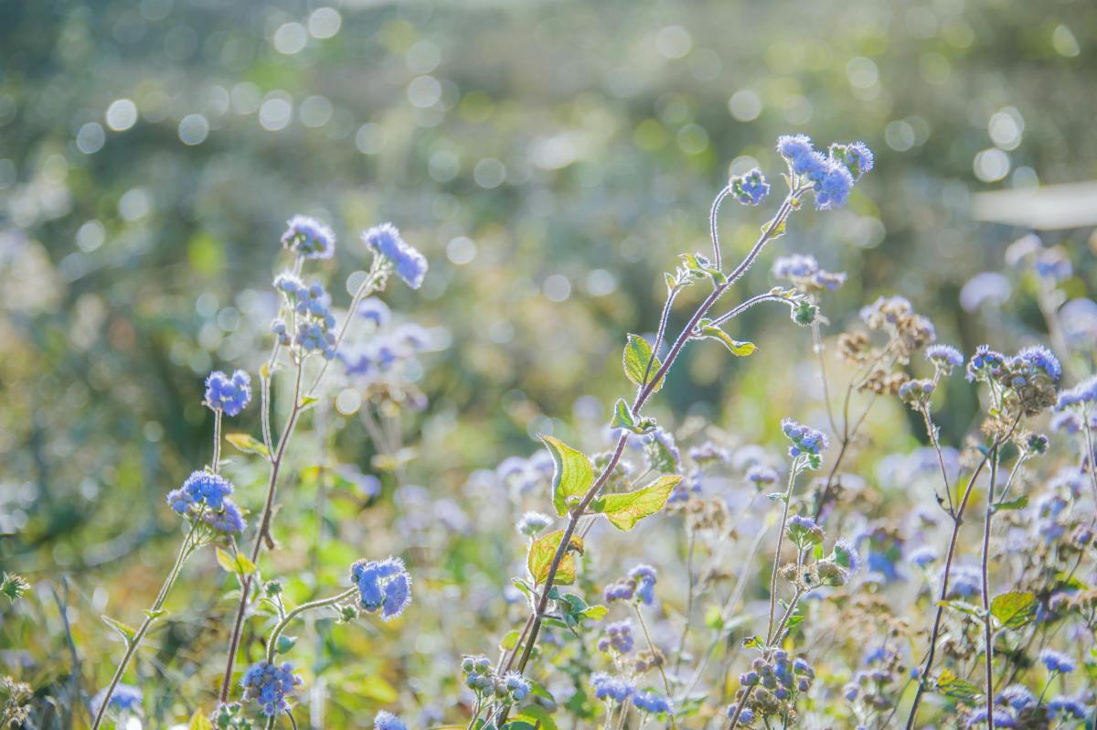 Photo of purple wild flowers on a sunny day in a field of green brush.