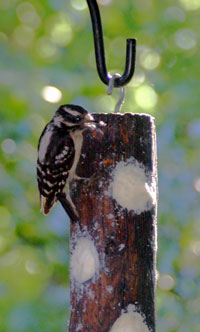 Suet Log w/WP