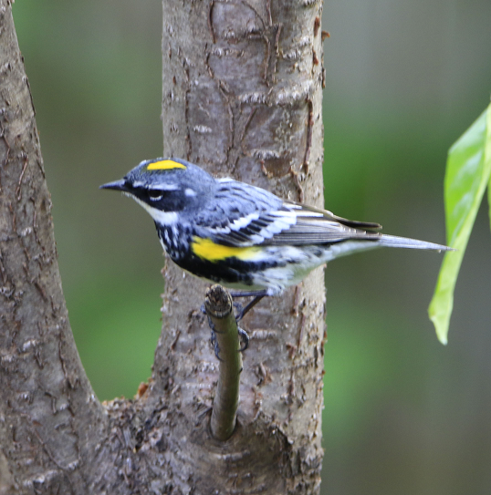 Wild Bird Habitat Store's October 2021 Birding News