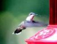 Dr JB Hummingbird Feeder
