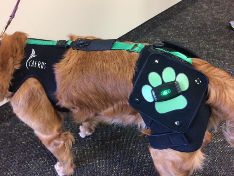 New Product Launch! "PAW" (PEMF Acitve Wrap) Hip Dysplasia Kit.