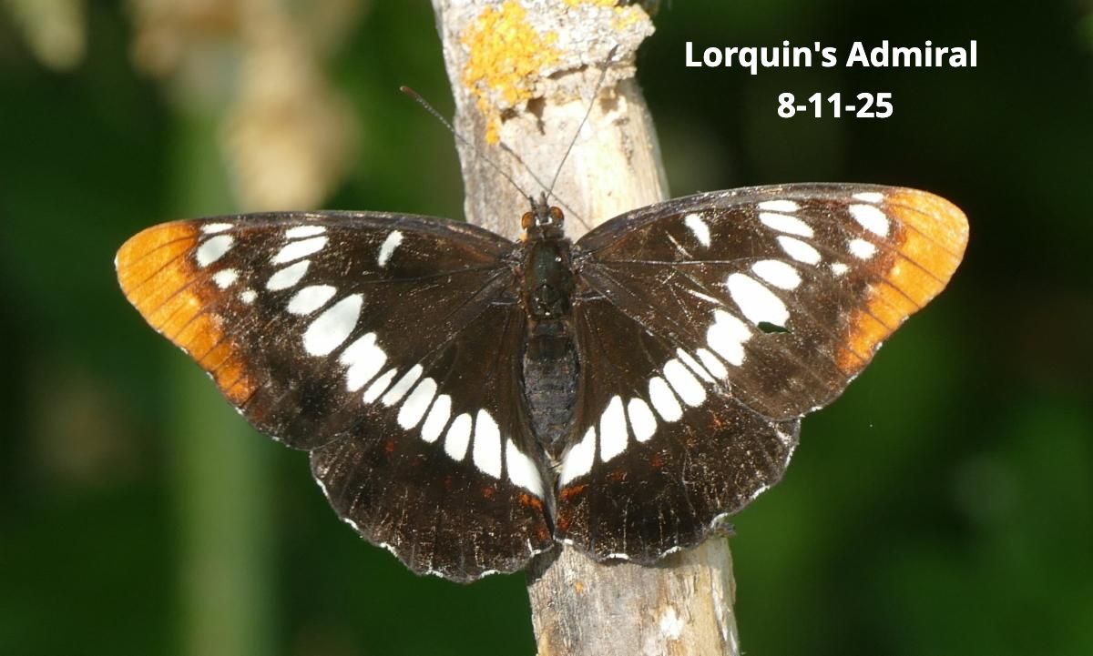 Lorquin's Admiral 8-11-25