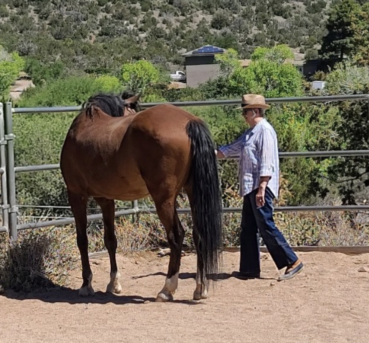 Equine Guidance Session with Salsa.png