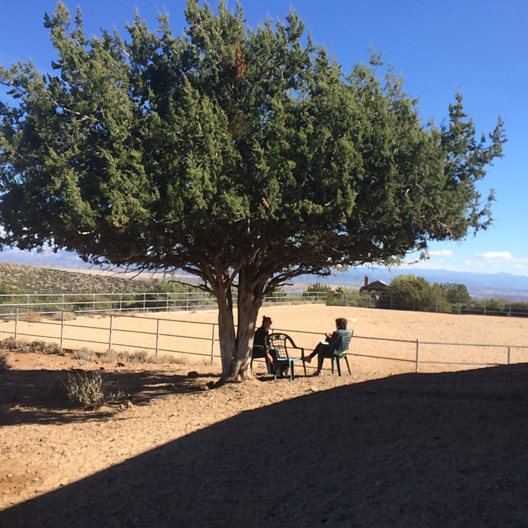 Debriefing at Equine Guidance®
