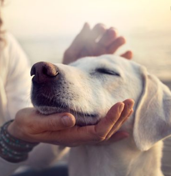 Pet a dog or a cat