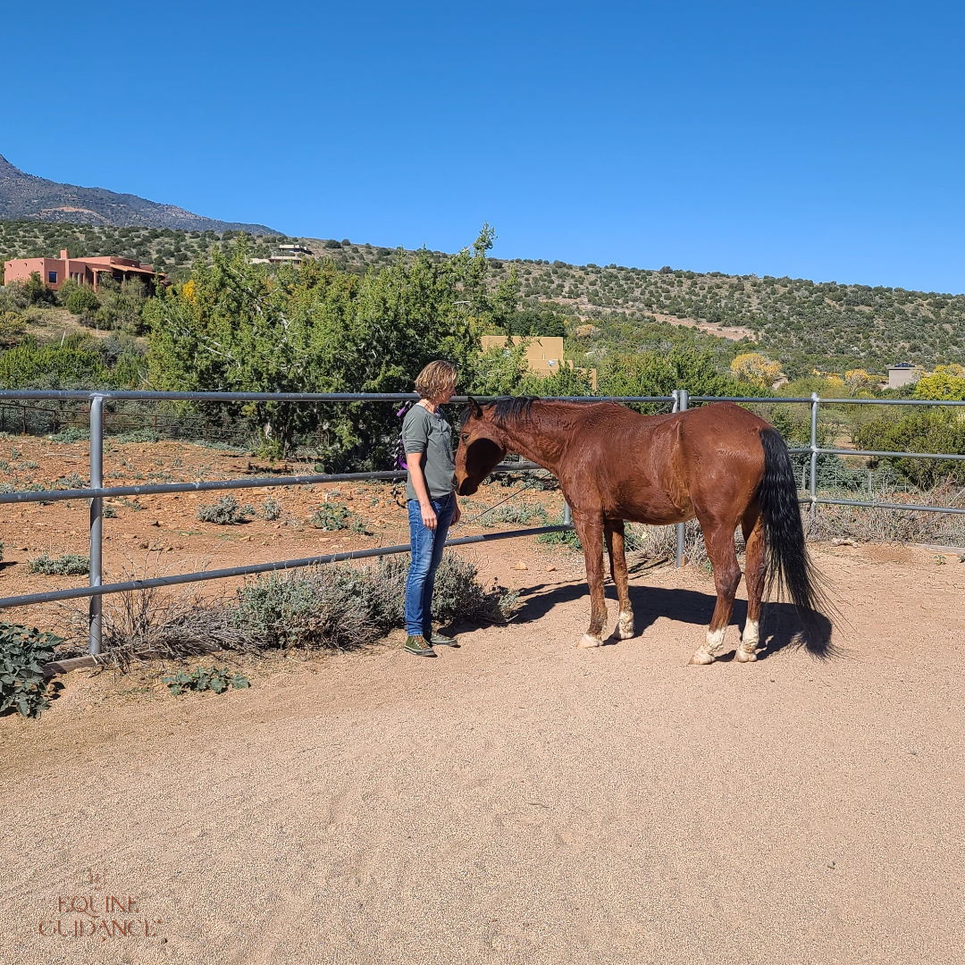 belle-shook-equine-guidance-session-1-618c751d7cc82.png