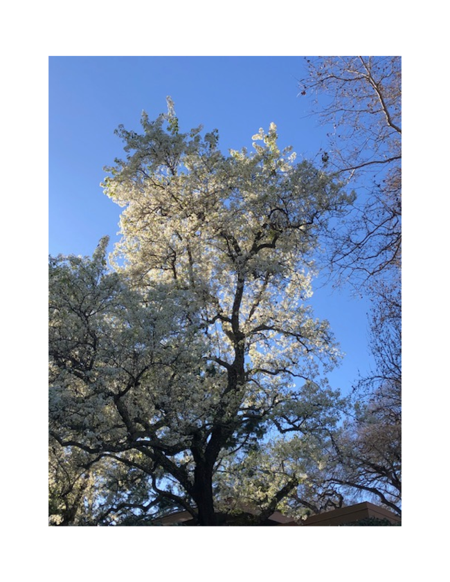 Cassie's Tree