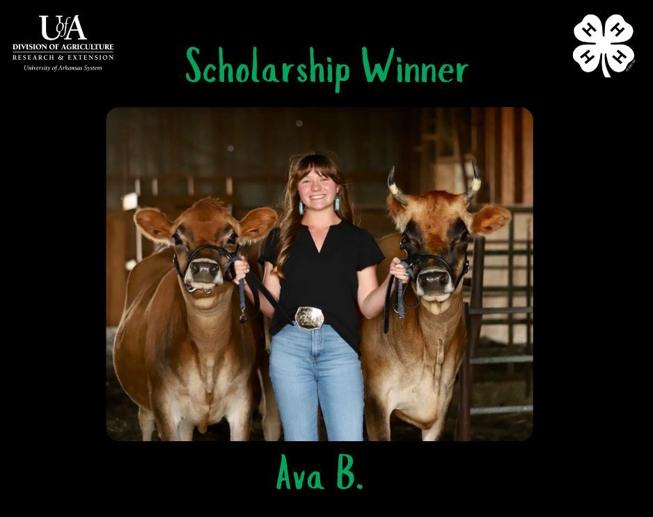 4-H member with her cows.
