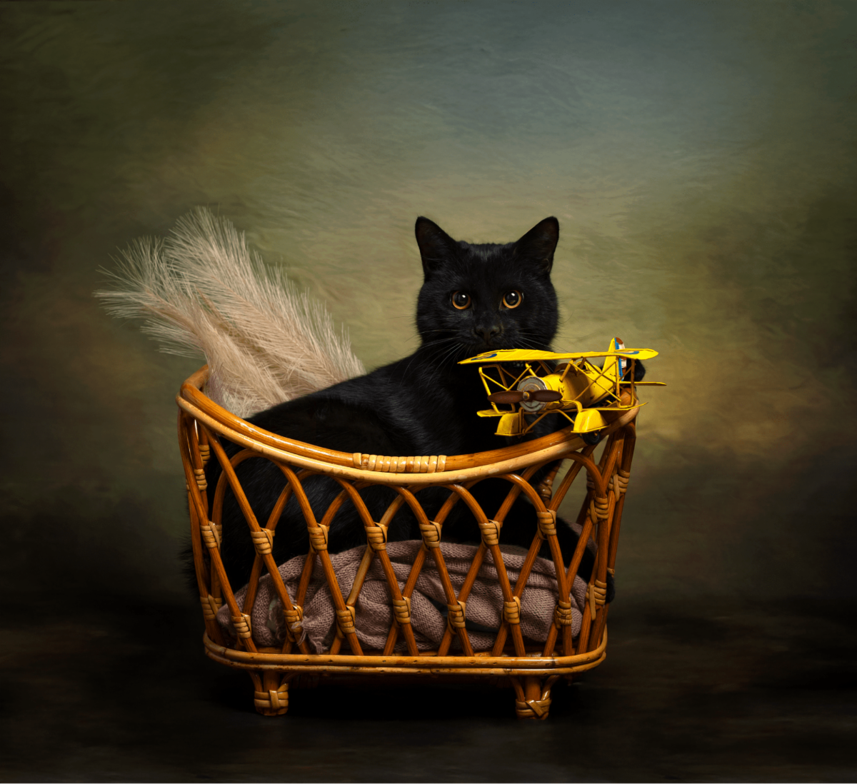 Cat in a Basket