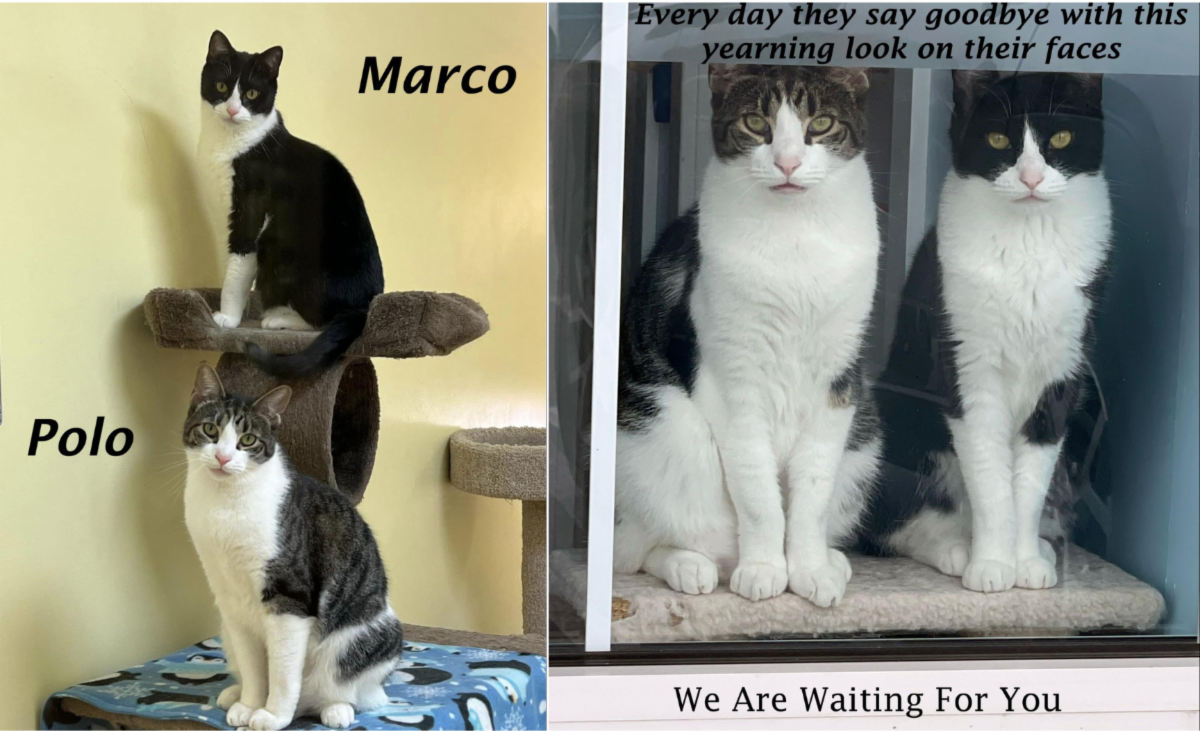 Pictures of Marco & Polo