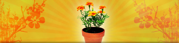 graphic-flowerpot-header.jpg