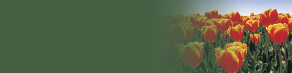 tulip-field-header.jpg