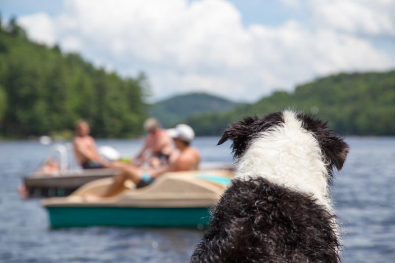 dog_watch.jpg