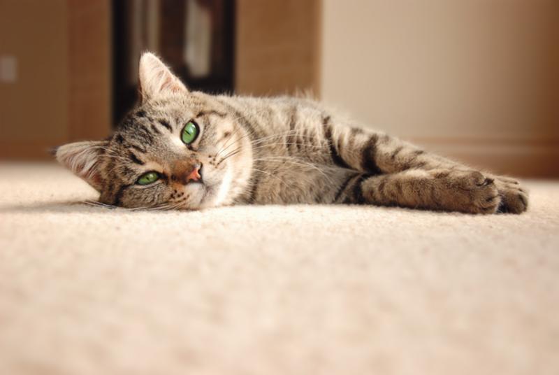 cat_relaxing_on_carpet.jpg