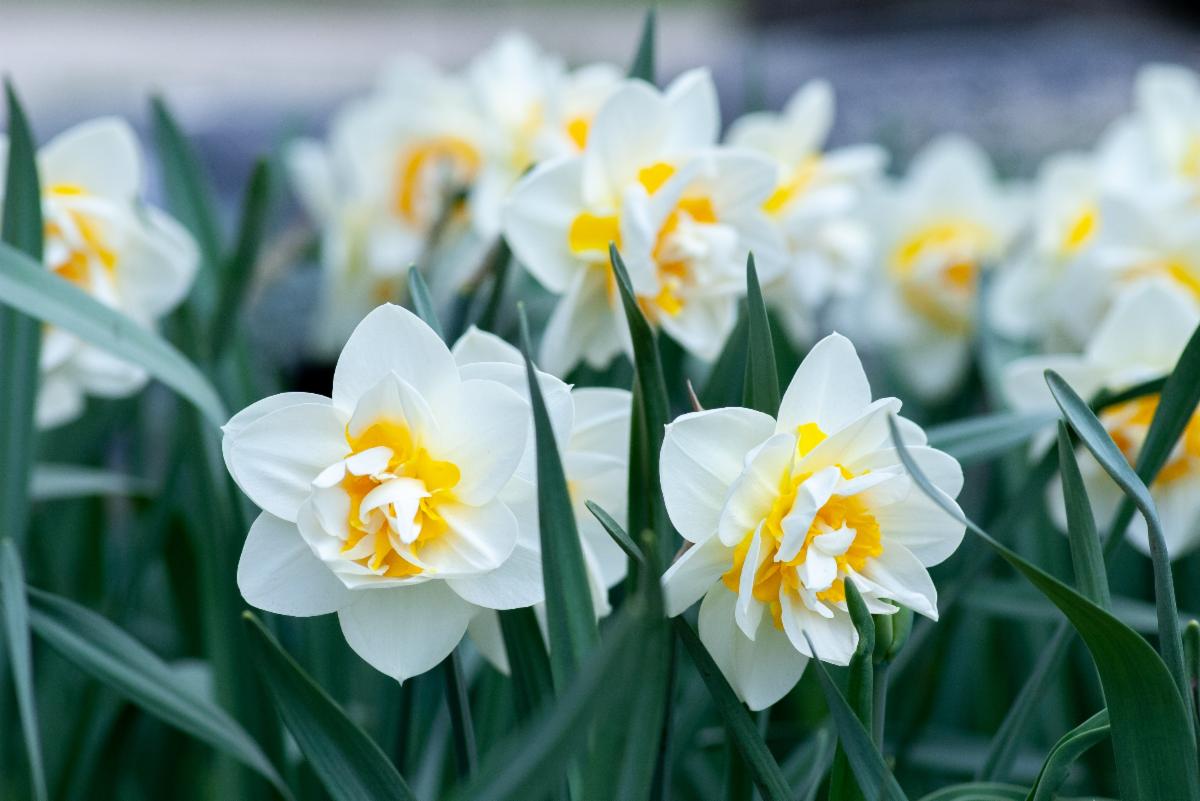 Daffodils