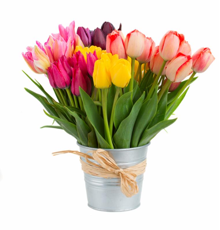tulips_in_bucket.jpg
