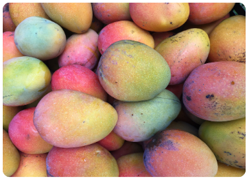 Mangoes in a pile image