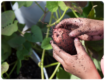 Sweet potato with dirt on hands