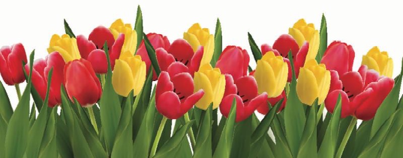 red_yellow_tulips.jpg