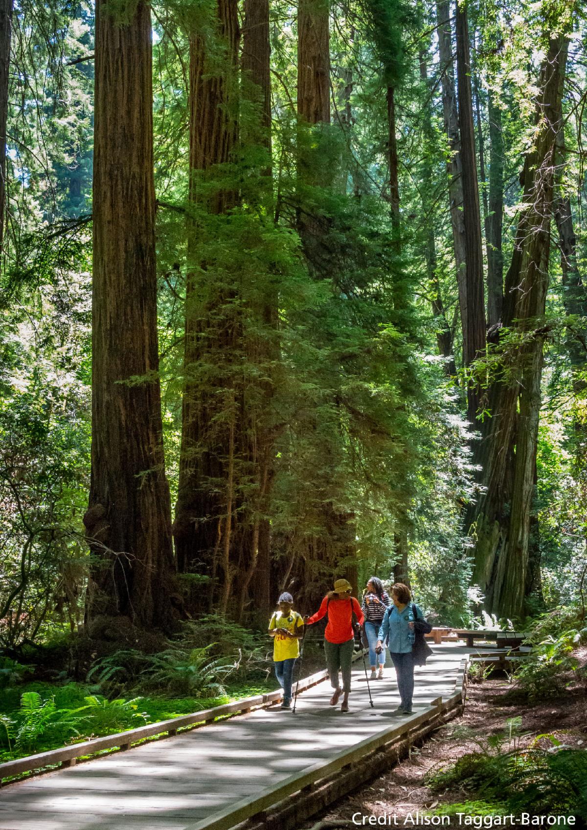 A group of people walk through a grove of redwood trees at Muir Woods National Monument