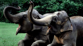 new orleans zoo