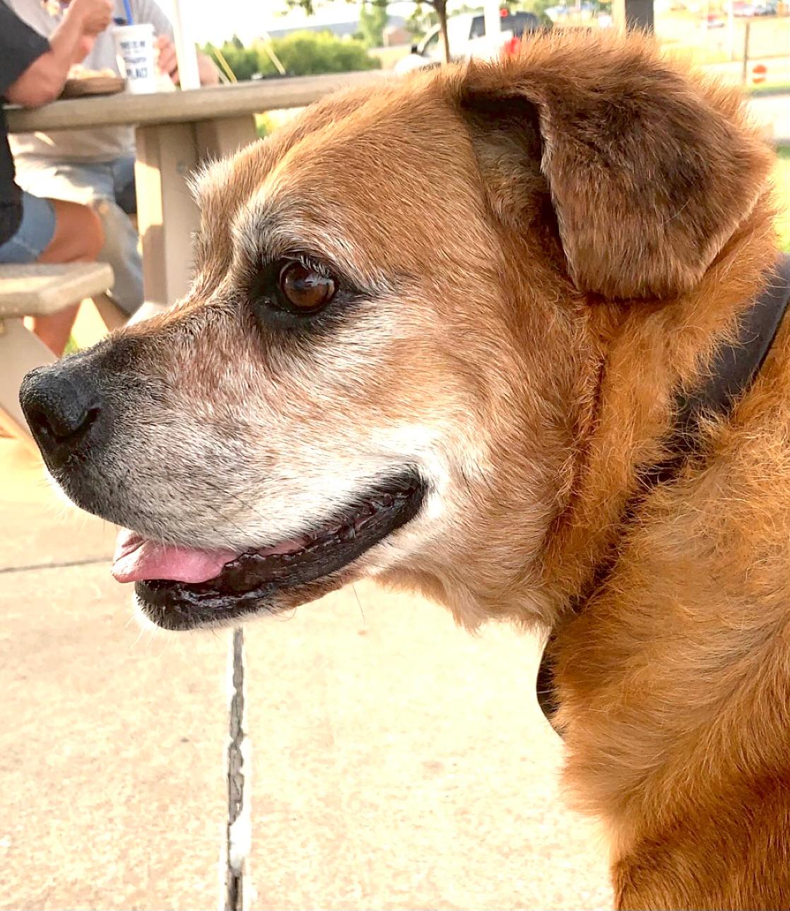 Picture of a Dog in the heat.