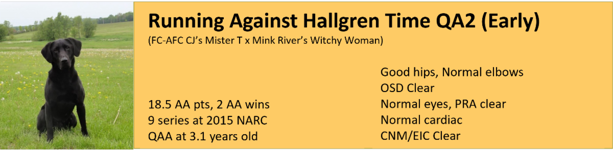 Running Against Hallgren Time QA2 x Hallgren Time's Solid As a Rock QA2