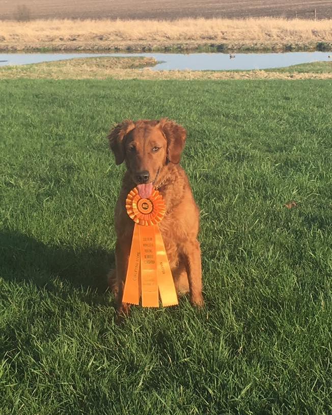 poudre river gun dogs
