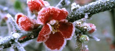 Frost Killed Fruit