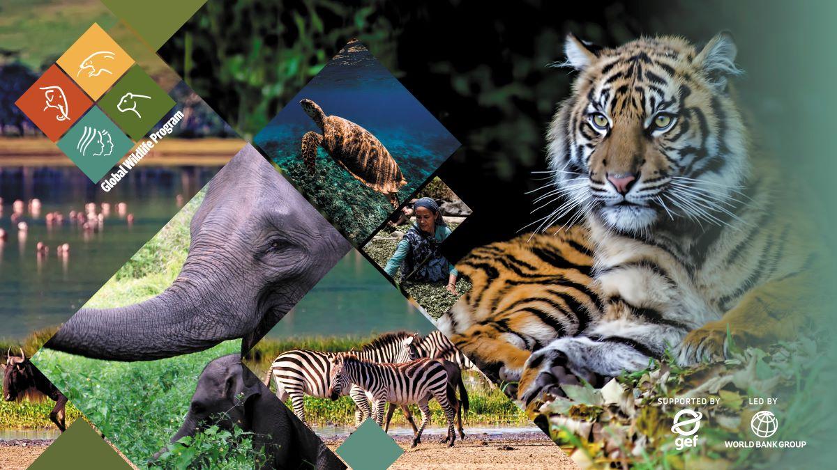 Collage of wildlife images with the GWP logos.