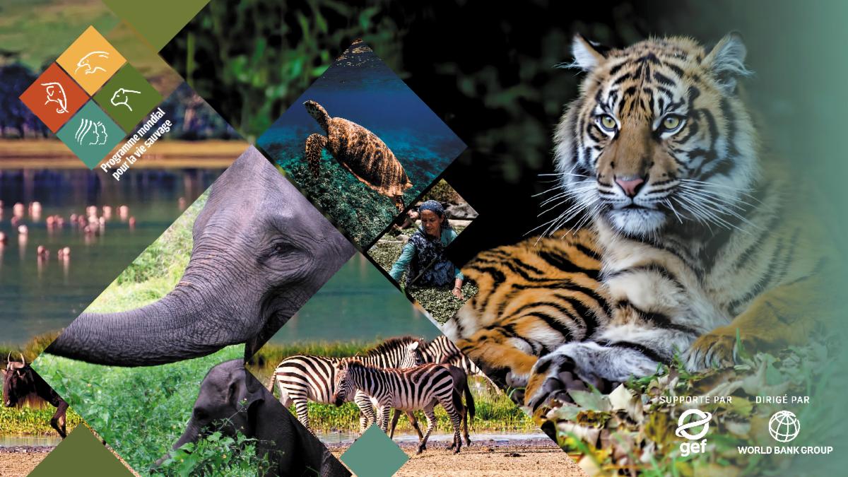 Collage of wildlife images with the GWP logos.