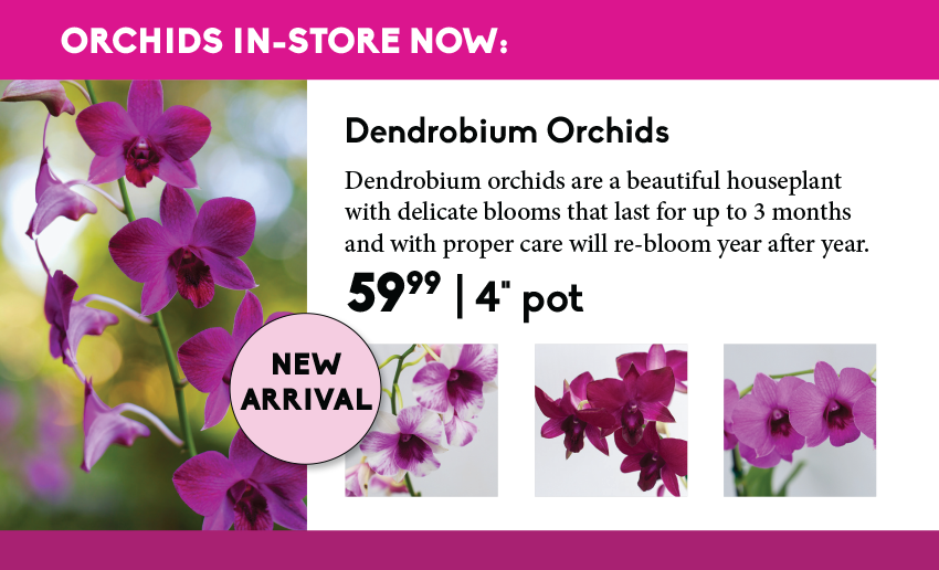 All About Orchids