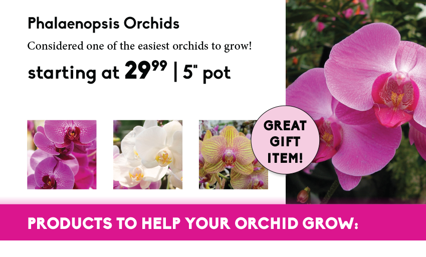 All About Orchids