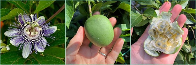 Passiflora incarnata, copyright Xerces Society/Raven Larcom