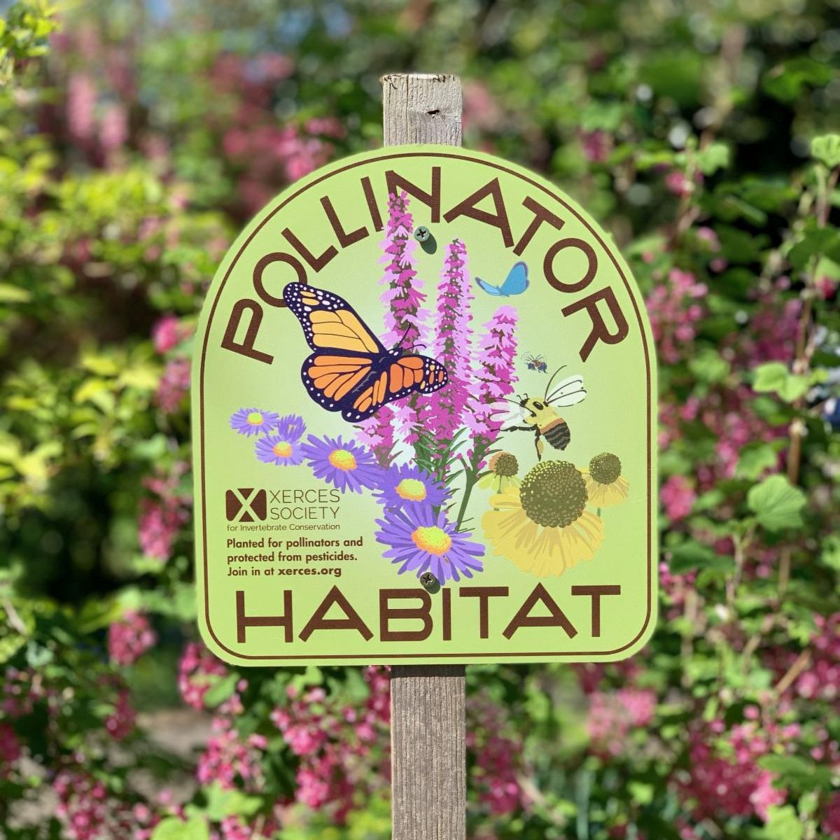 A sign with flowers and butterflies reads "pollinator habitat" with pink flowers in the background