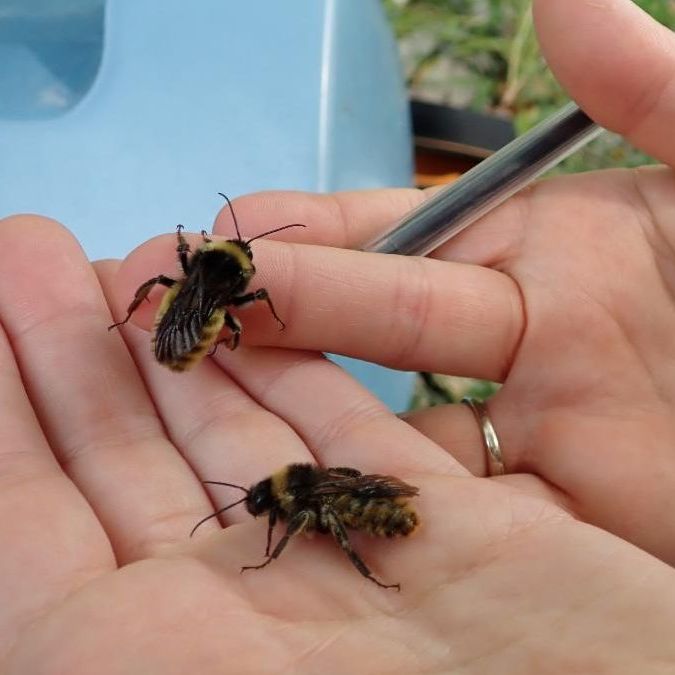 Two large bumble bees climb on human hands
