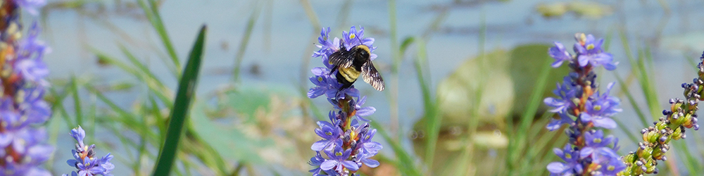 American bumble bee (Bombus pensylvanicus) on pickerelweed flowers (Pontederia cordata) in a wetland habitat
