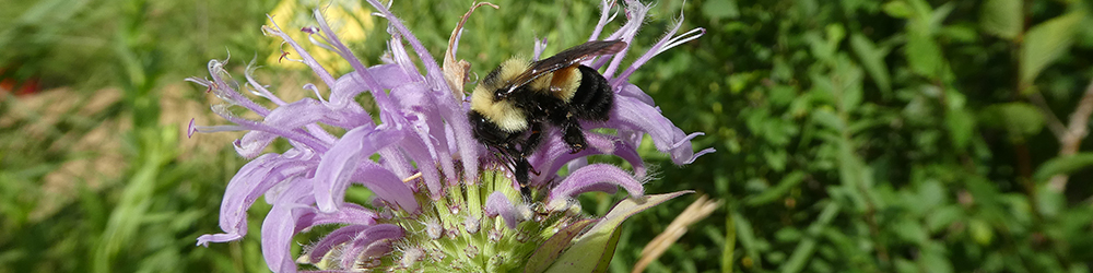 Rusty patched bumble bee (Bombus affinis) on bee balm flower (Monarda fistulosa)