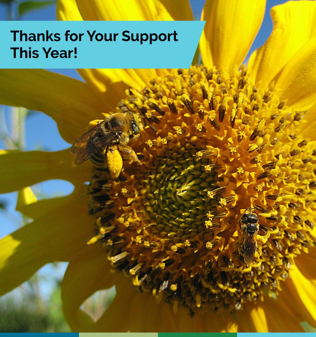 "Thanks for Your Support This Year!" Two native bees on a sunflower.