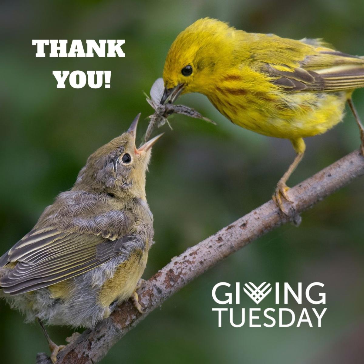 Image of a yellow warbler eating an insect.